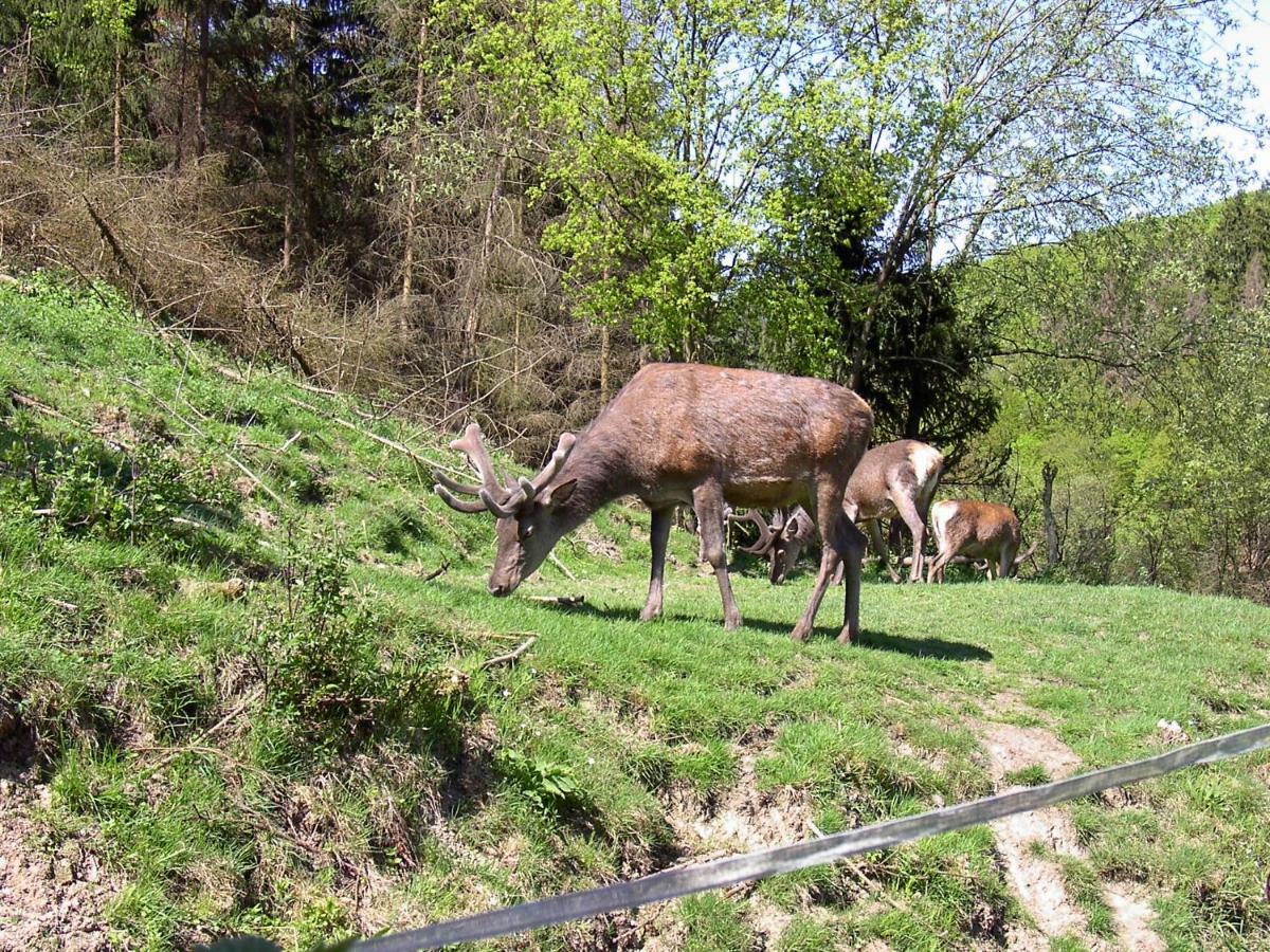 Birkenhain Stolberg i. Harz Exterior foto